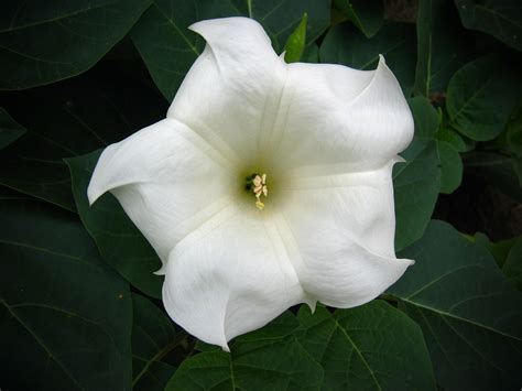 Unlocking the Astrological Influence of Moonflowers